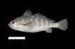 Larimus fasciatus, banded drum, from SEAMAP collections
